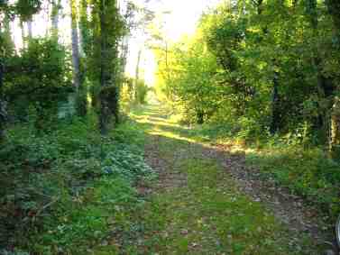 Chemin d'accs au bois