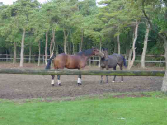 Horses center (french version)