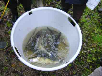 Lacher de poissons par les enfants